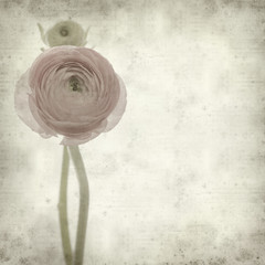 textured old paper background with  pink ranunculus (persian but