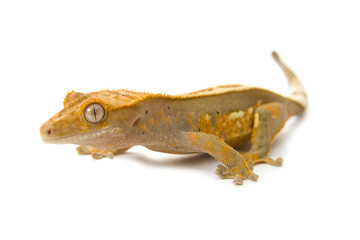 gecko