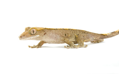 gecko