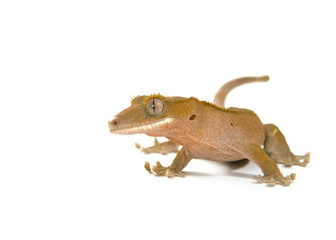gecko