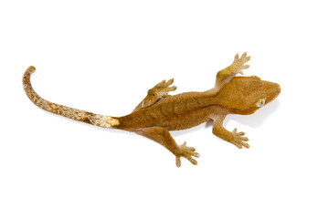 gecko