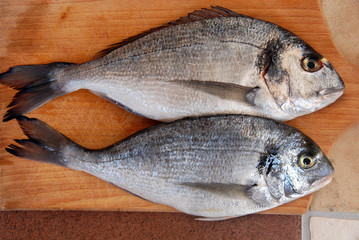 Two gilthead fish