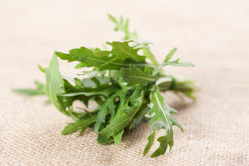 Ruccola