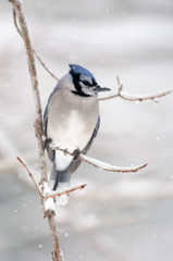 Blue jay on ice covered branches