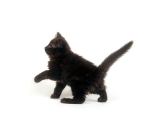 Fuzzy black kitten
