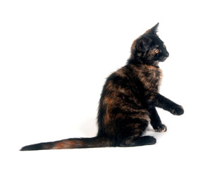 Cute kitten playing on white background