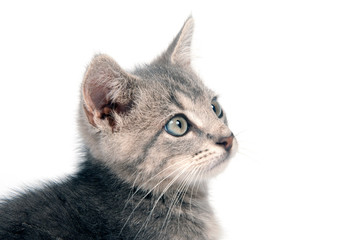 Cute gray kitten on white background