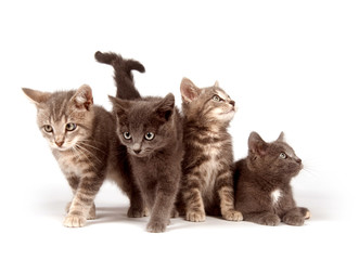 Group of gray kittens on white