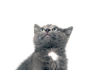 Cute gray kitten on white background