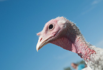 Turkey and blue sky