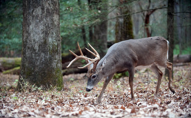 Whitetail deer buck walking in the woods