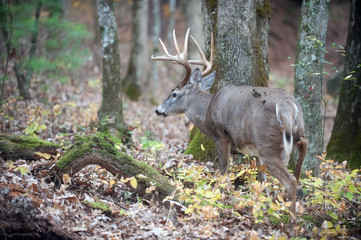 Obraz premium Whitetail deer buck walking in the woods