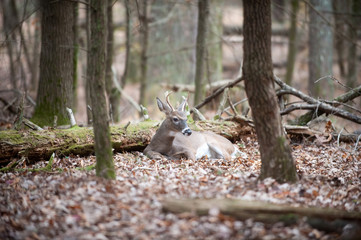 Young spike White-tailed deer buck bedded in woods