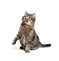 Fototapeta premium Tabby cat on white