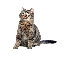 Obraz premium Tabby cat on white