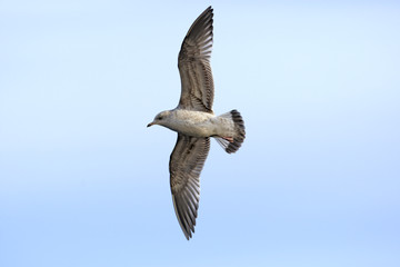 Herring gull in blue sky
