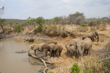 Fototapeta premium Herd of African Elephants drinking at a river