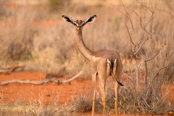 Naklejka premium Gerenuk, Tsavo East National Park