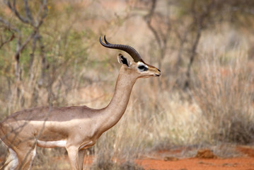 Gerenuk, Tsavo East National Park