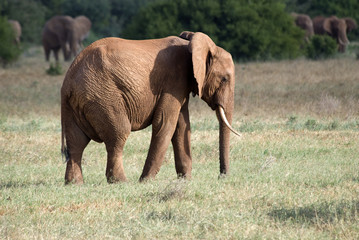 Fototapeta na wymiar Elephant, Tsavo East National Park