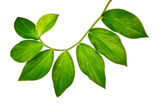 Fototapeta Branch of green leaves isolated on white background