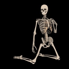 skeleton2
