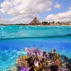 Tuinposter Coral reef in Mayan Riviera Cancun Mexico © lunamarina