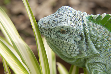 Garden Dragon