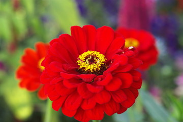 Red dahlia