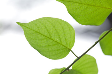 Green leaves