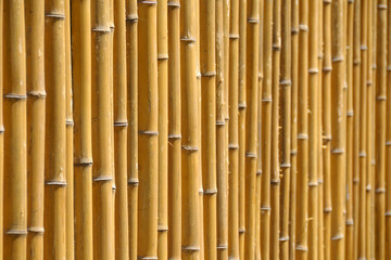 Green building: Bamboo wall