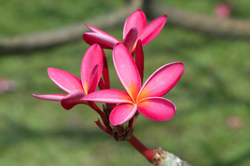 Fototapeta premium Plumeria flowers