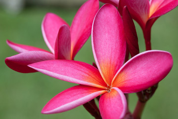 Fototapeta premium Plumeria flowers