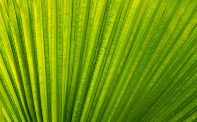 Obraz premium Palm leaf