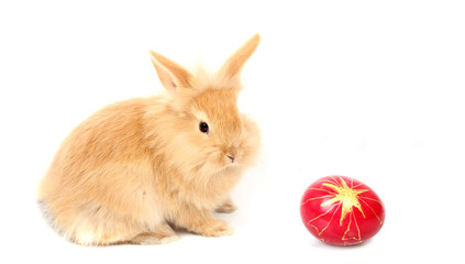 easter rabbit
