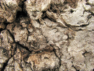surface of bark