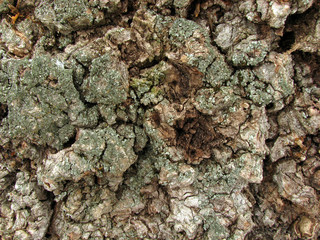 Bark of tree