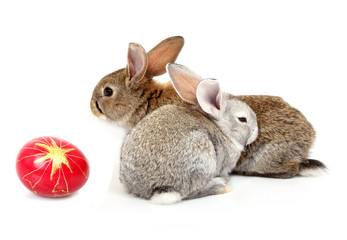 easter rabbits