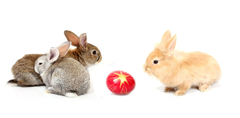 easter rabbits