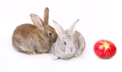 easter rabbits