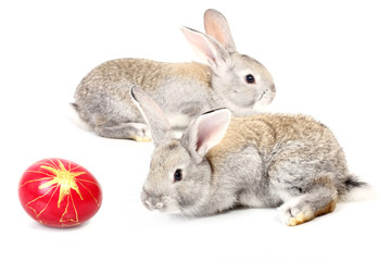 young rabbits