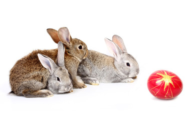 easter rabbits