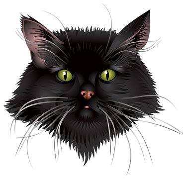 Black Cat Head in vector