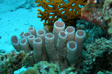 paesaggio subacqueo © tecnofotocr