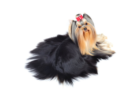 yorkshire terrier in studio in front of a white background
