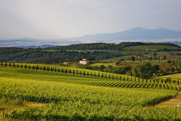 Fototapeta na wymiar Wzgórza i winnice Chianti