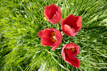 cztery czerwone tulipany w trawie