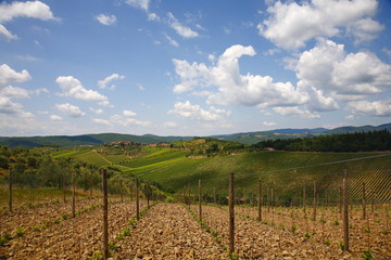 Chianti, vigneti