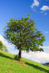 Fototapeta premium Tree in the mountains