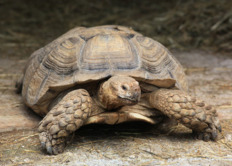 Riesenschildkröte